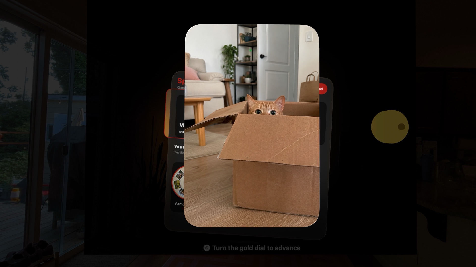Cat photograph viewed through Spatial Reel with the surrounding room dimmed