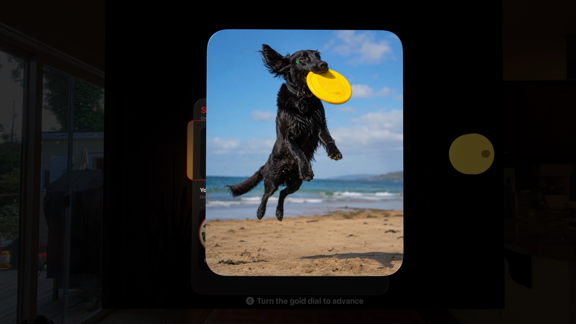 Dog photograph viewed through the Spatial Reel Viewfinder